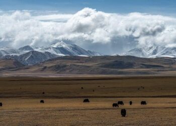 Rapid shifts in grassland communities driven by climate change – Nature.com