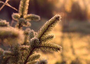 Perspectives on the future of ecology, evolution, and biodiversity from the Council on Microbial Sciences of the American Society for Microbiology – American Society for Microbiology