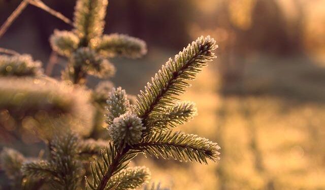 Perspectives on the future of ecology, evolution, and biodiversity from the Council on Microbial Sciences of the American Society for Microbiology – American Society for Microbiology