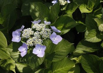 The Extraordinary, Imperiled Science at the End of the Earth – Nautilus