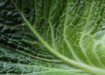 ‘The Ecology of Fashion’ on Display at the Academy of Natural Sciences of Drexel University – Drexel Now