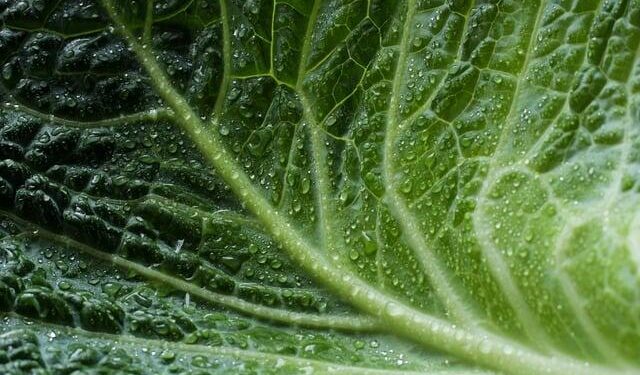 ‘The Ecology of Fashion’ on Display at the Academy of Natural Sciences of Drexel University – Drexel Now