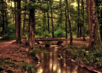 WELLNESS WEDNESDAY: The importance of nutrition, living healthier lifestyle – CBS19.tv KYTX