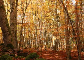 Celtics Sold To Private Equity-Led Group For $6.1 Billion—Biggest Sports Sale In U.S. History – Forbes