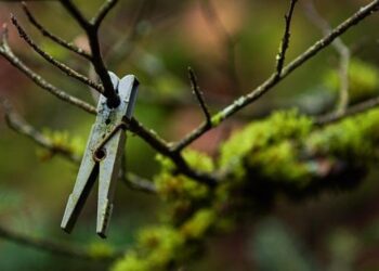 Rewilding: Meaning and Benefits of Active Ecological Restoration – Renewable Matter