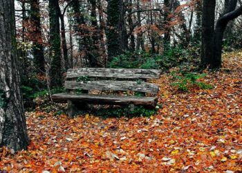 Autopsies can reveal intimate health details. Should they be kept private? – MIT Technology Review