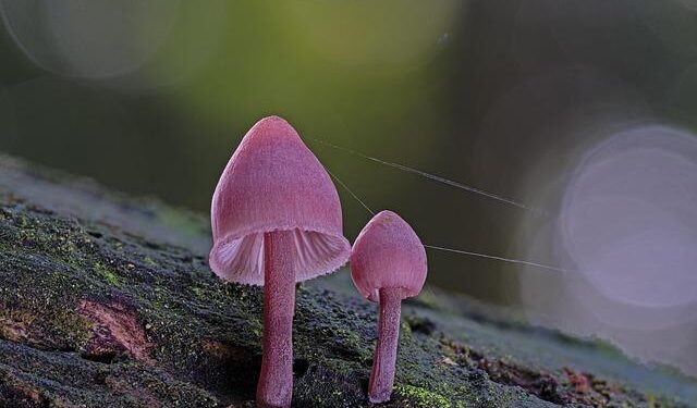 Deadly fungi are becoming drug-resistant. A new compound could beat them – Science