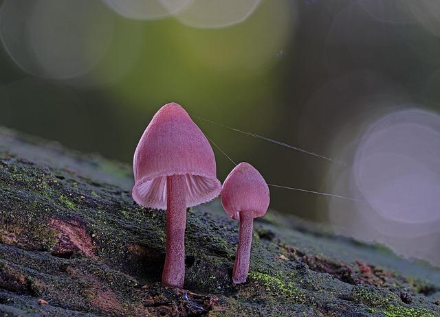 Deadly fungi are becoming drug-resistant. A new compound could beat them – Science