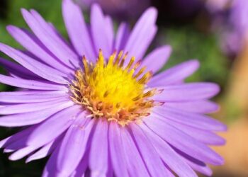 This Week in Sports Trivia: March 20, 2025 – The Athletic