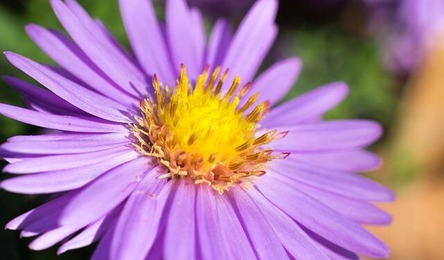 This Week in Sports Trivia: March 20, 2025 – The Athletic