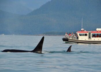 Genetic Evidence of Killer Whale Predation on White Sharks in Australia – Reeves – 2025 – Ecology and Evolution – Wiley Online Library