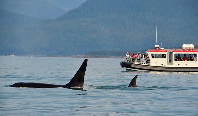 Genetic Evidence of Killer Whale Predation on White Sharks in Australia – Reeves – 2025 – Ecology and Evolution – Wiley Online Library