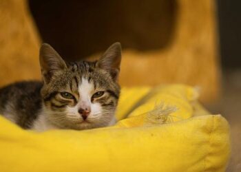 Opinion | Cartoon by Scott Stantis – The Washington Post