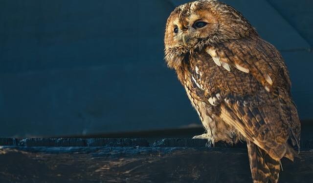 The World’s Best Tawny Port According To The Top Wine Competitions. – Forbes