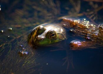 Celebrating Washington’s indispensable wetlands – Washington State Department of Ecology