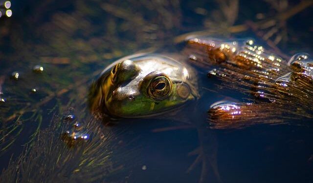 Celebrating Washington’s indispensable wetlands – Washington State Department of Ecology