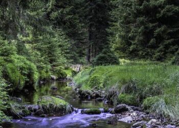 Brooks scores 19, N.C. State women beat Vermont 75-55 – Spectrum News