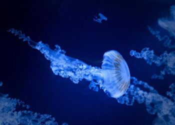 Miniature deep-sea morphable robot with multimodal locomotion – Science