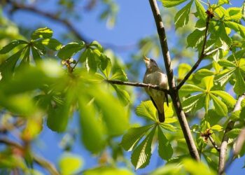 Major US Market Access: Nightingale Health Partners with Citi for Strategic ADR Launch – StockTitan