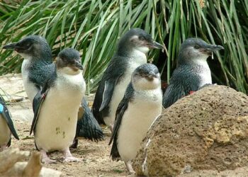 Divorce Rates Better Predict Population‐Level Reproductive Success in Little Penguins Than Foraging Behaviour or Environmental Factors – Simpson – 2025 – Ecology and Evolution – Wiley Online Library