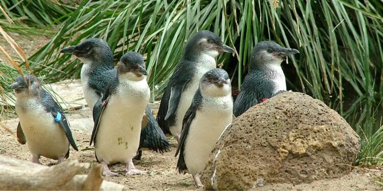 Divorce Rates Better Predict Population‐Level Reproductive Success in Little Penguins Than Foraging Behaviour or Environmental Factors – Simpson – 2025 – Ecology and Evolution – Wiley Online Library