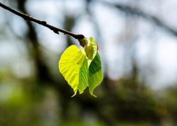 Kate Novik Earns Academic All-District Honor from College Sports Communicators – MSU Eagles