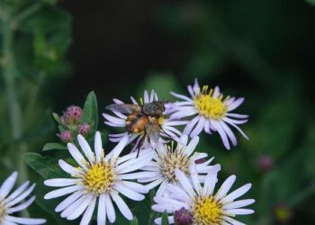 Socio-ecological vulnerability assessment to Sargassum arrivals – Nature.com
