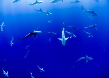 Scientists stunned by marine life discovered on Antarctic sea floor – CBS News