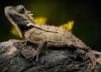 Can animals understand human language? – Livescience.com