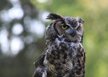 Nooksack adjudication update – Washington State Department of Ecology