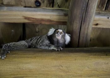 Joao Fonseca and Ben Shelton star at On Clubhouse Nights Miami – Tennis Magazine