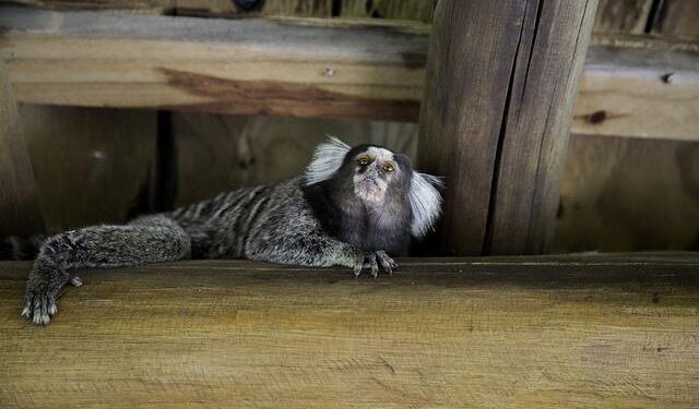 Joao Fonseca and Ben Shelton star at On Clubhouse Nights Miami – Tennis Magazine