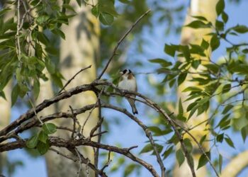 Wagle Ki Duniya: Ananya moves in with the Wagles creating a stir with her opulent lifestyle – The Times of India