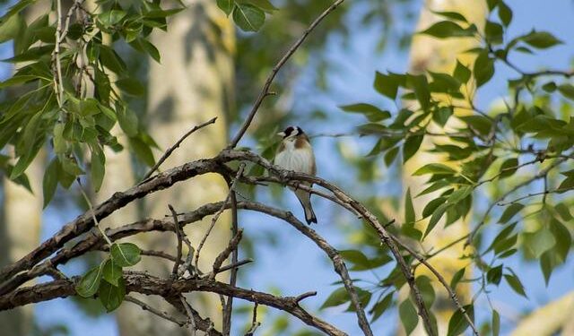 Wagle Ki Duniya: Ananya moves in with the Wagles creating a stir with her opulent lifestyle – The Times of India