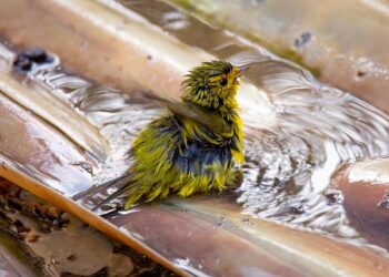 Wilson Among This Year’s AAAS Fellows, Recognized for Science and Outreach – University of California, Merced