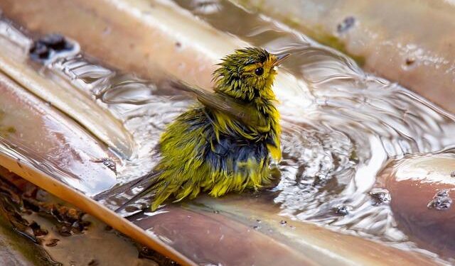 Wilson Among This Year’s AAAS Fellows, Recognized for Science and Outreach – University of California, Merced