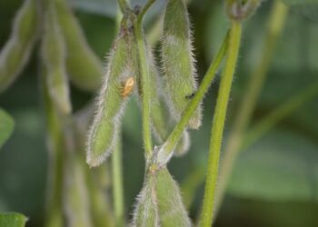 Brazil’s soybean crop will influence world prices – Farm Progress