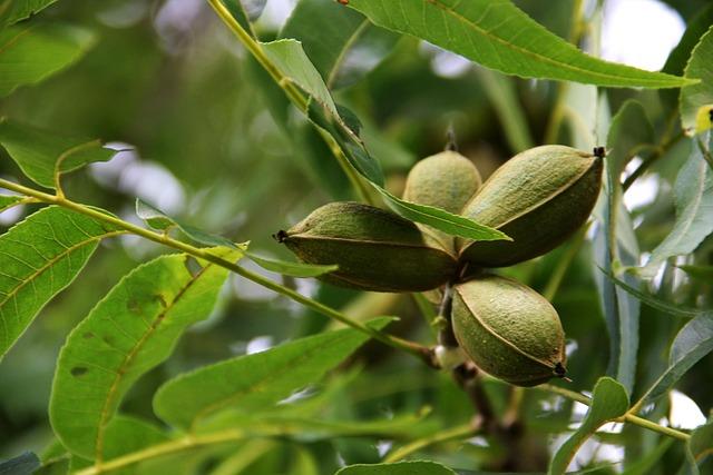 Incorporating Pecans into​ Your Diet: Simple⁢ Tips and Recipes