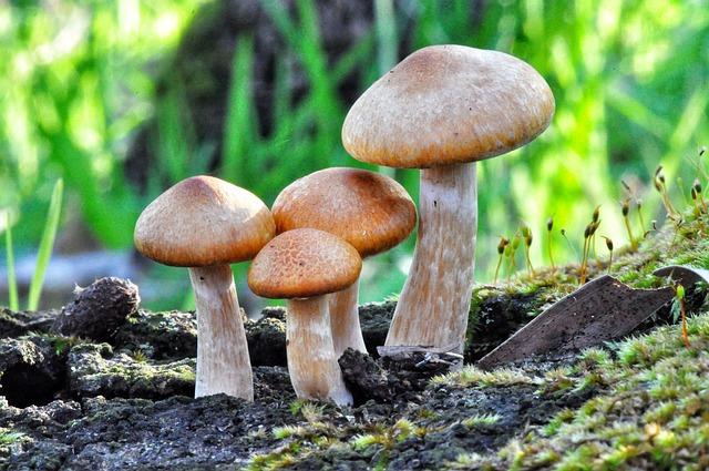 Emerging ​Threats in Mycology: Understanding Drug Resistance in Fungi