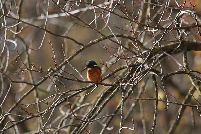 Preserving​ Biodiversity:‍ Strategies for Protecting Wetland Habitats