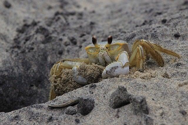 Future Outlook ⁢for Red​ Crabs Amid Environmental Changes