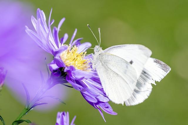 Innovative Research Opportunities for Environmental Science Students