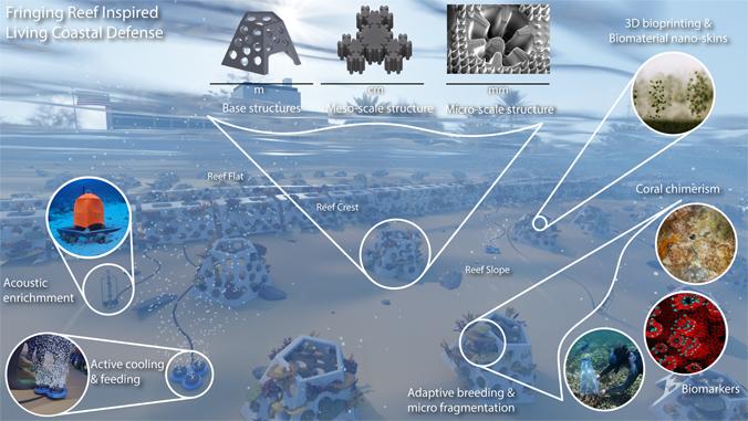 Exploring Coral-Inspired Innovations​ in Carbon Sequestration