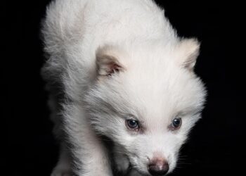 Instead of ‘de-extincting’ dire wolf, we should restore ecology using existing species – ThePrint