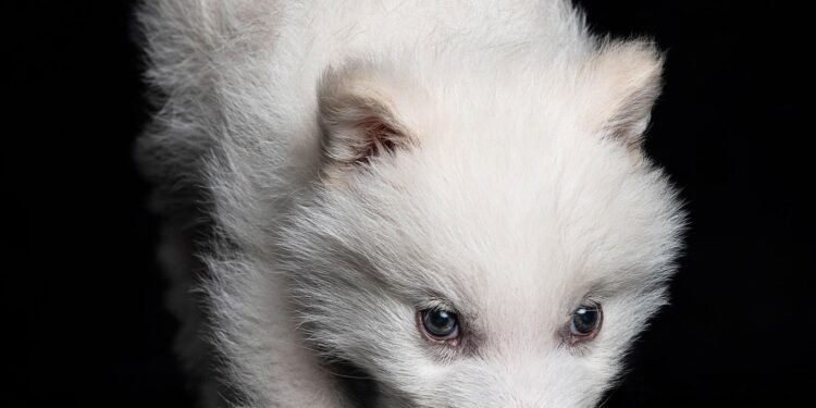 Instead of ‘de-extincting’ dire wolf, we should restore ecology using existing species – ThePrint