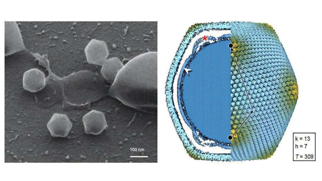 Finland finds its first giant virus – Popular Science