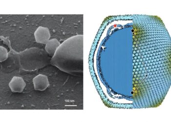 Finland finds its first giant virus – Popular Science