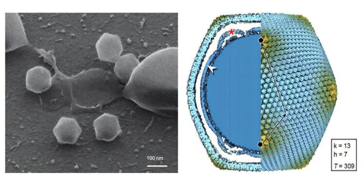 Finland finds its first giant virus – Popular Science