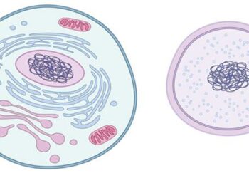 Our cells carry their own sexual identity. That’s science, not ideology – Salon