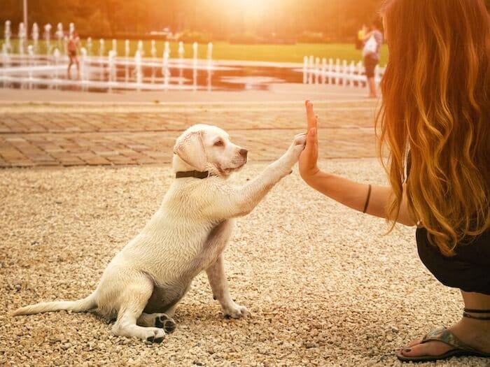 How science can help you train your puppy – Science News